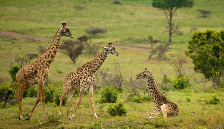 Giraffes in Arusha National Park