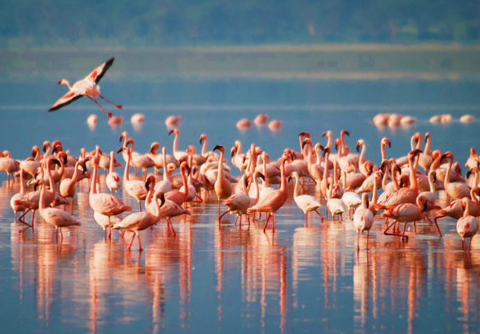 Flamingos wading in Lake Manyara