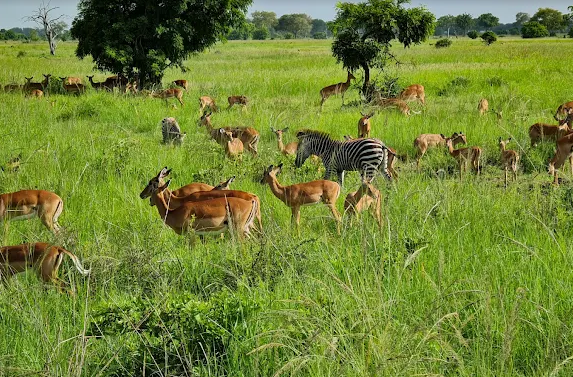 Zebra and impala on the plains of Mikumi National Park