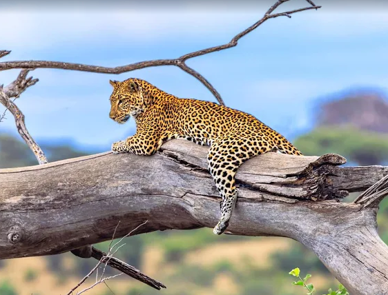 Leopard resting on a branch in the Serengeti