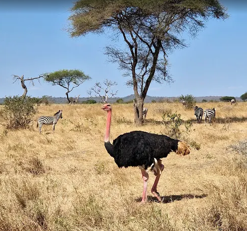 Ostrich and zebra on the plains of Tarangire