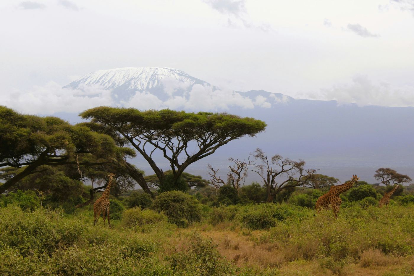 Giraffes with Mount Kilimanjaro in the background