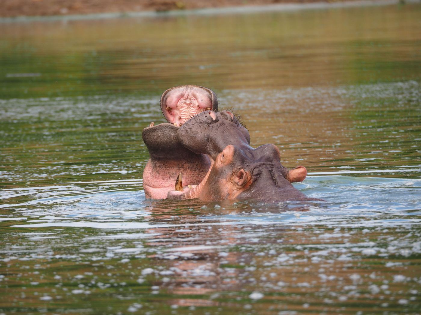 Hippo surfacing for a yawn
