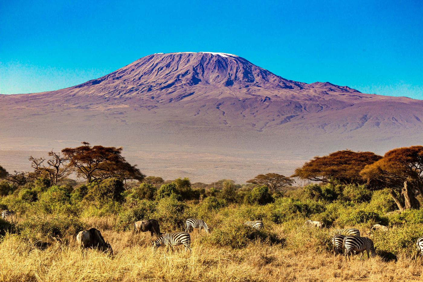 Zebras and wildebeest on the Northern Circuit plains