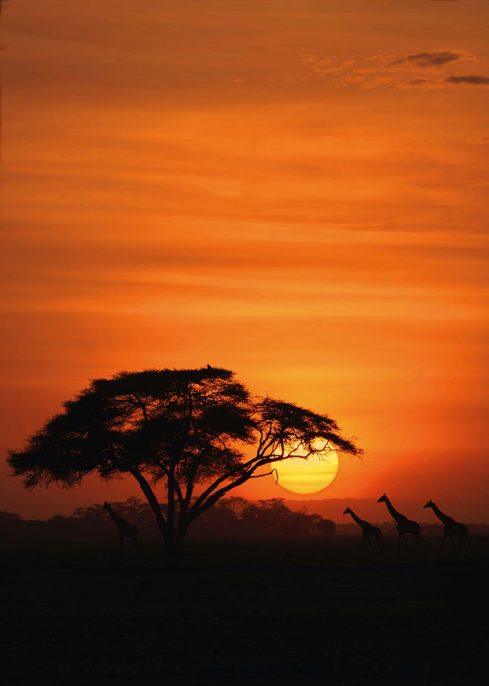 Giraffes silhouetted against an African sunset