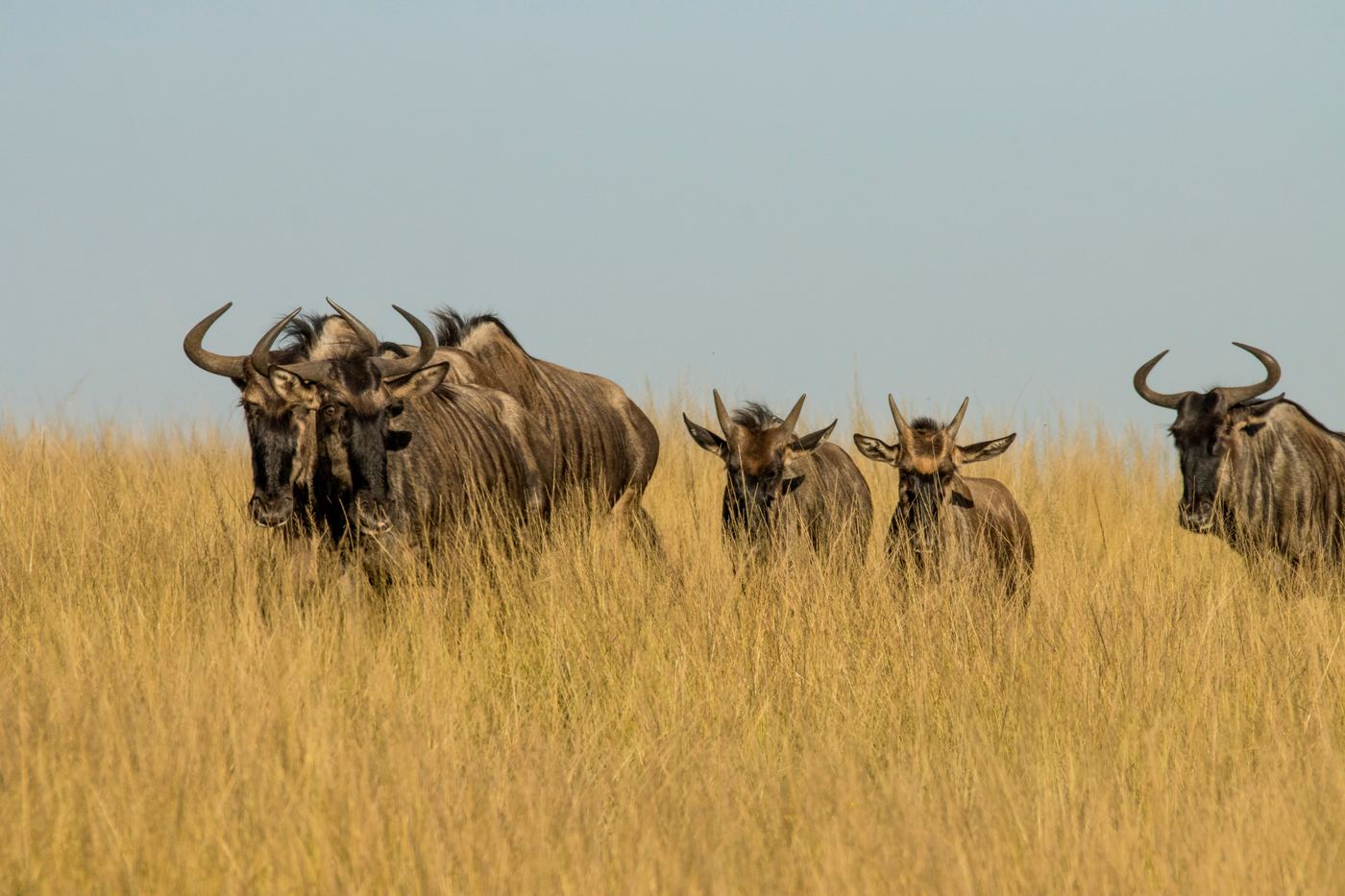 Wildebeest family pausing in the grass